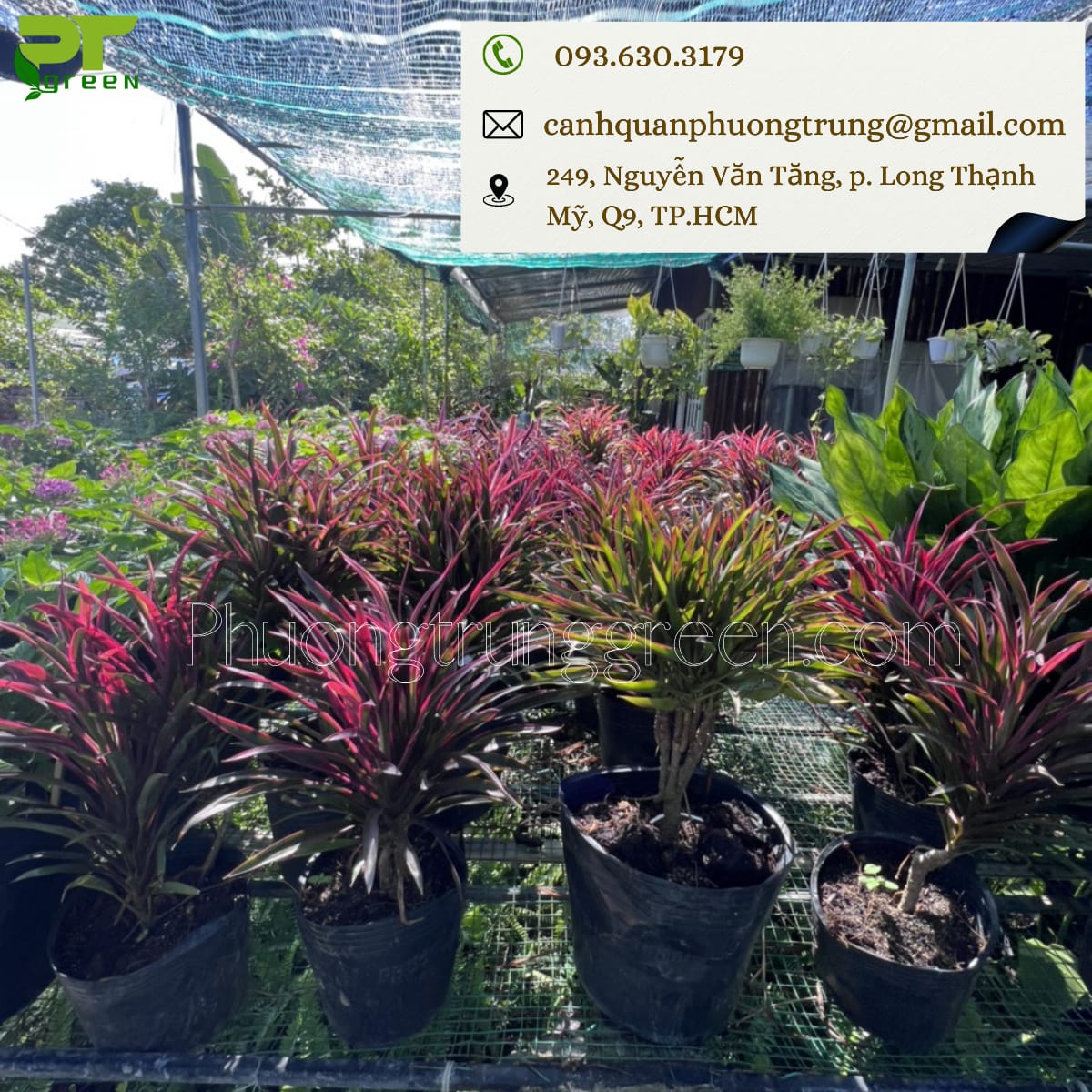 Phương Trung Green bán cây ánh dương giá tốt