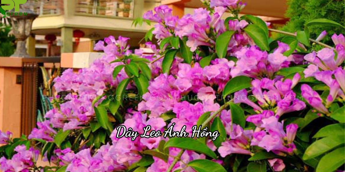 Đặc điểm dây leo ánh hồng