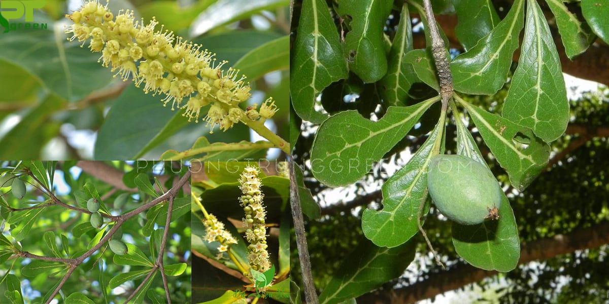 Đặc điểm hoa, lá, quả của cây bàng Đài Loan