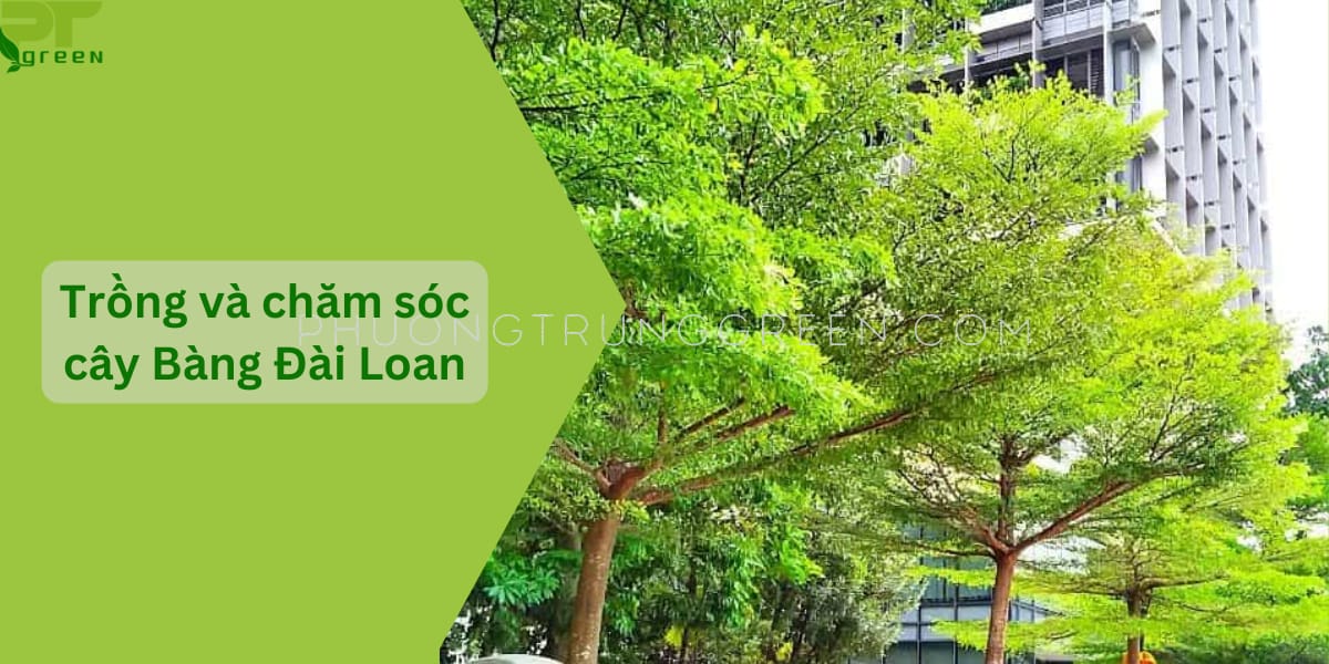 Trồng và chăm sóc cây bàng Đài Loan