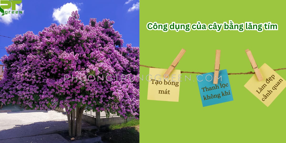 Công dụng của cây bằng lăng