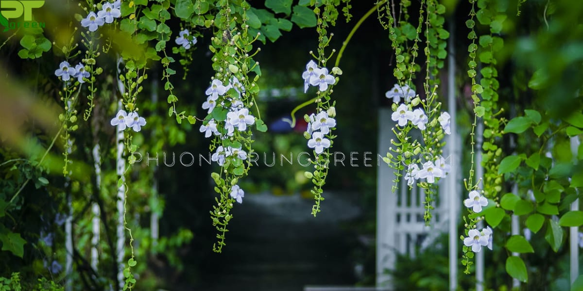 Dây leo cát đằng tạo nên không gian lãng mạng
