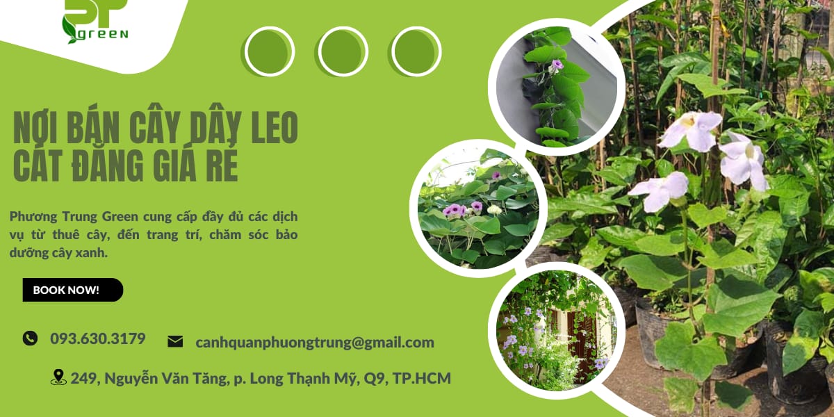 Phương Trung Green bán cây dây leo cát đằng giá tốt nhất