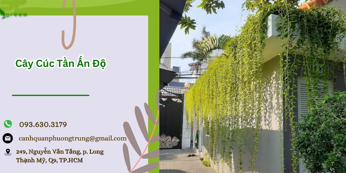 Nơi bán cây cúc tần Ấn Độ giá rẻ