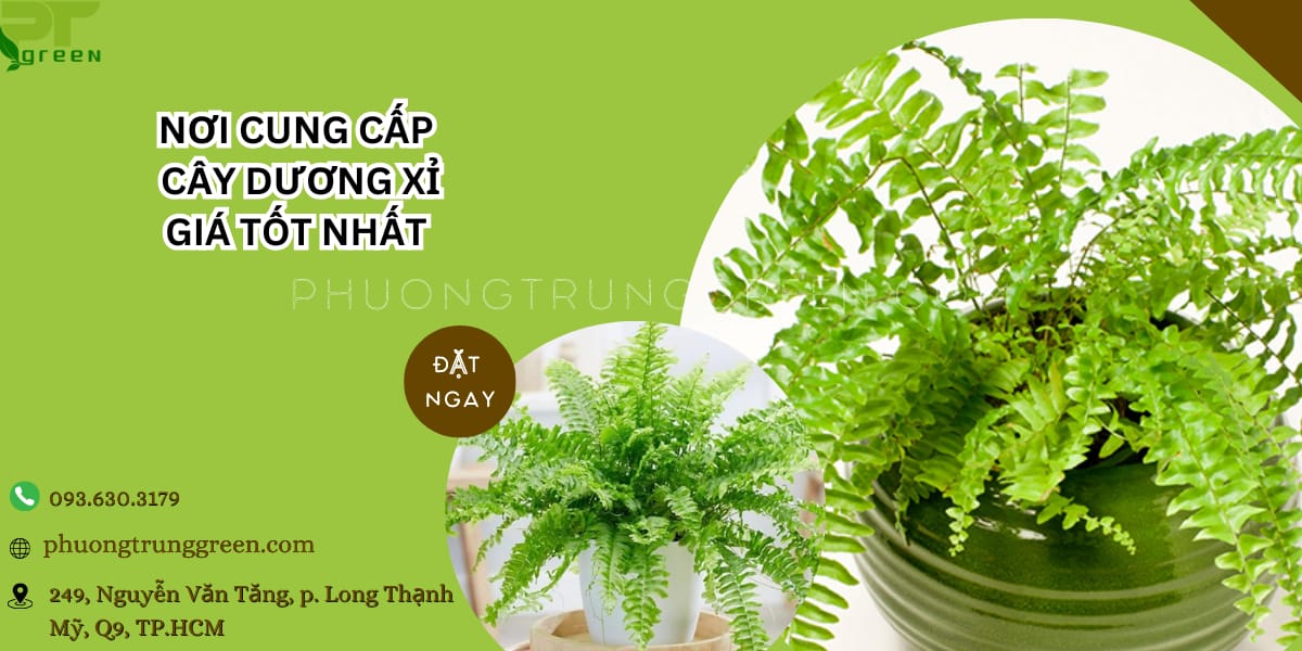 Phương Trung Green cung cấp cây dương xỉ giá tốt nhất