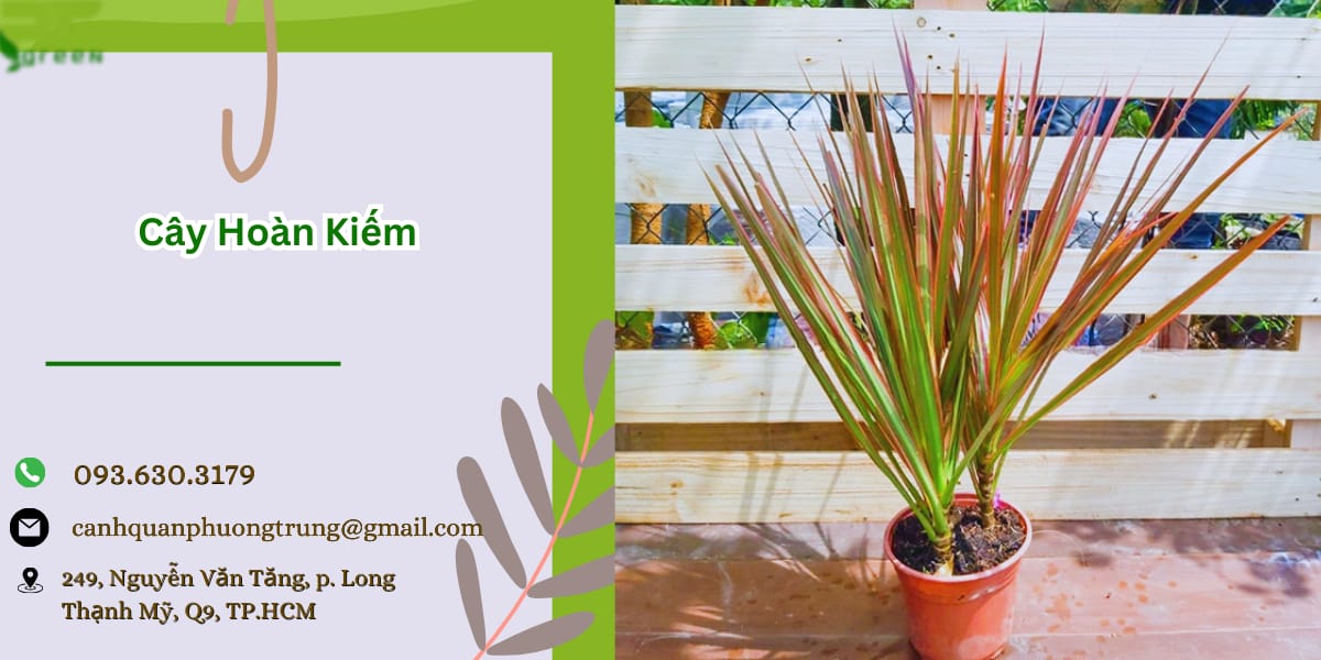 Cây hoàn kiếm giá tốt tại PT Green