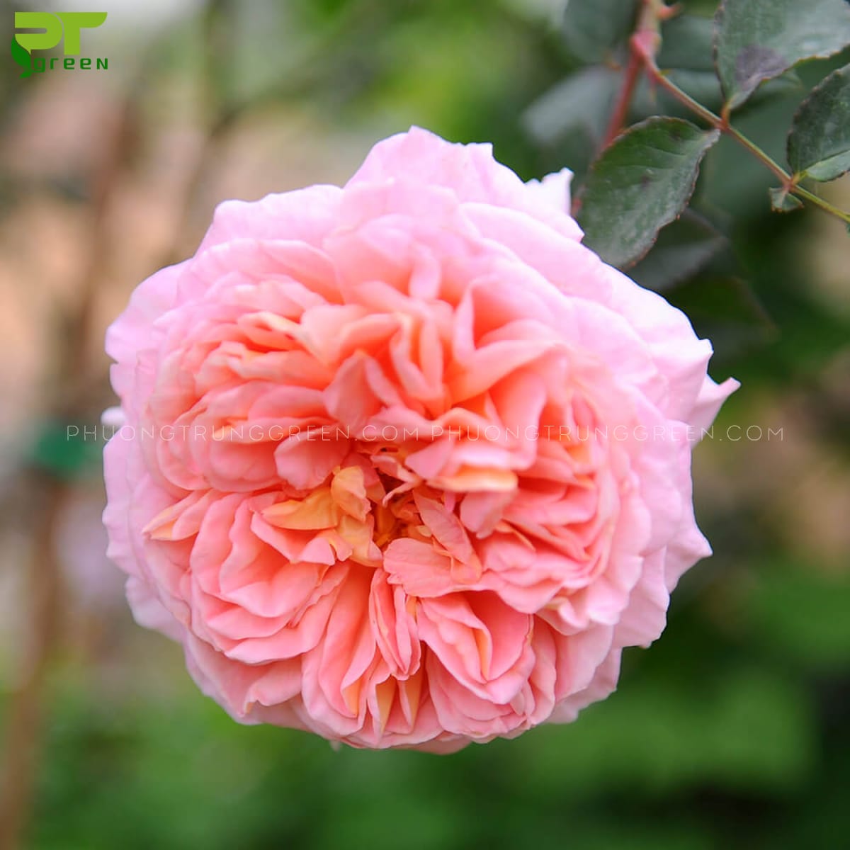 Hoa hồng leo Abraham Darby Rose