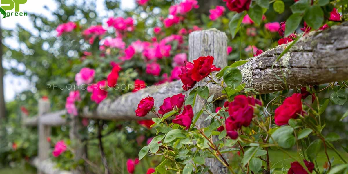 Cách trồng hoa hồng leo