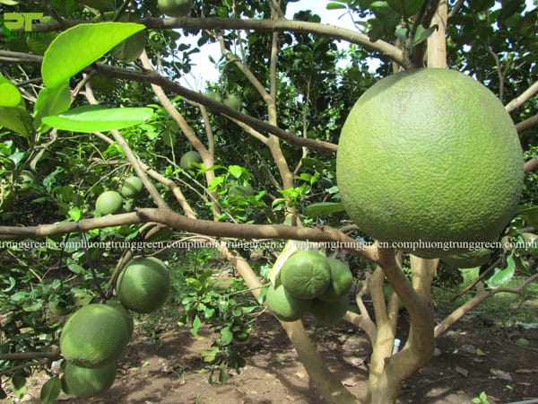 Cây bưởi công trình cây ăn quả