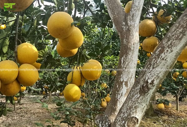Cây bưởi công trình cây ăn quả
