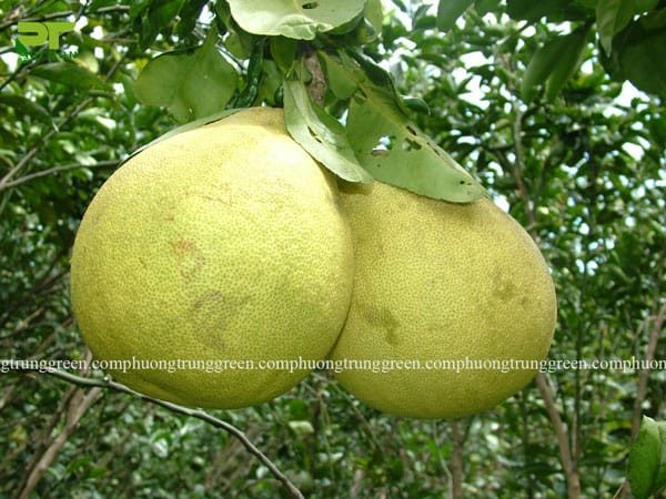 Cây bưởi công trình cây ăn quả