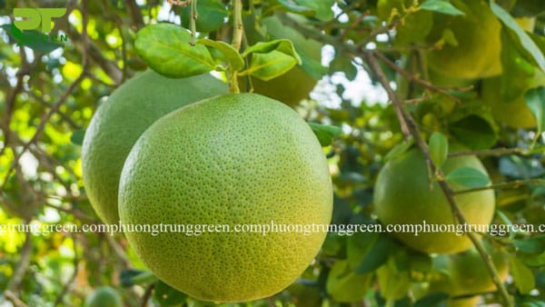 Cây bưởi công trình cây ăn quả