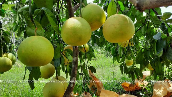 Cây bưởi công trình cây ăn quả