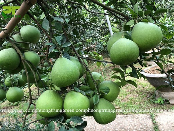 Cây bưởi công trình cây ăn quả