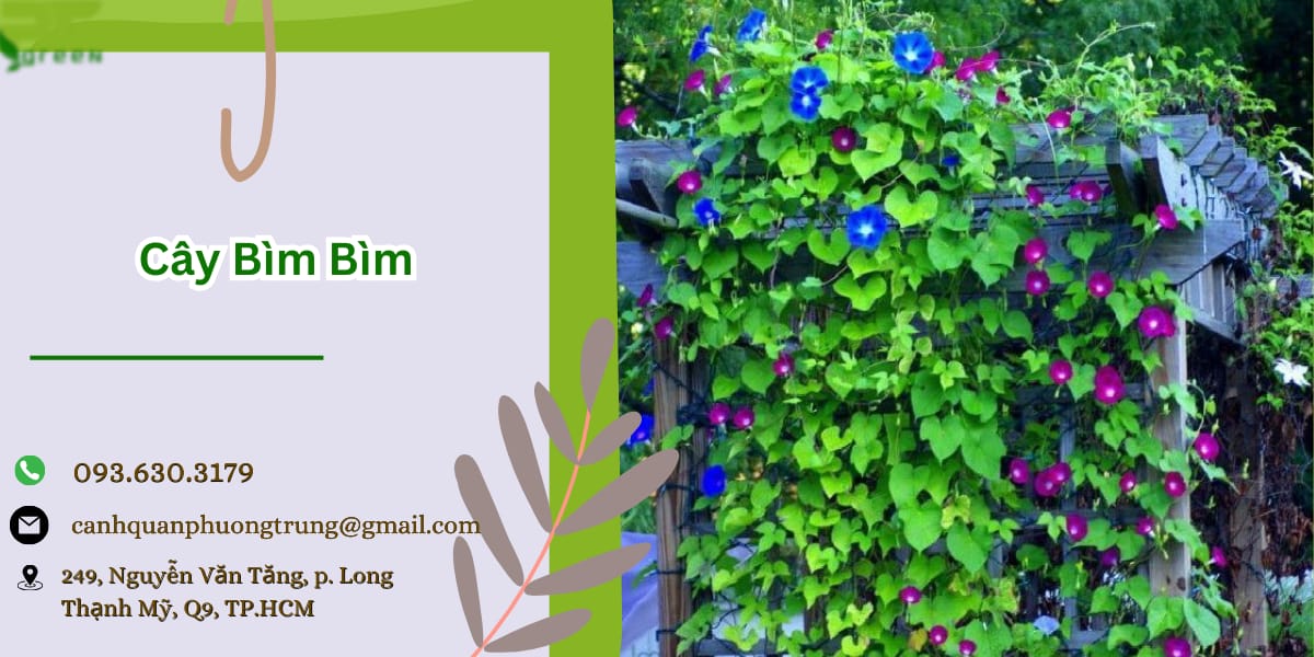 Cây bìm bìm giá tốt tại TP.HCM