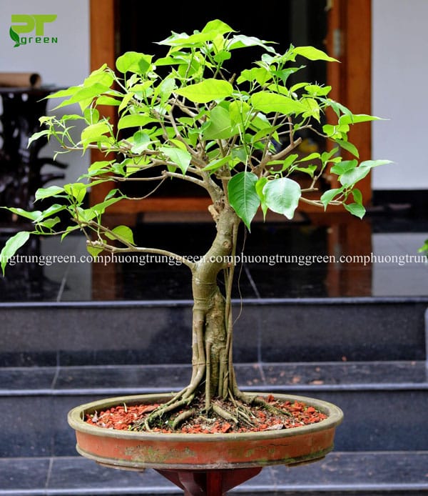 Ý nghĩa cây Bồ đề