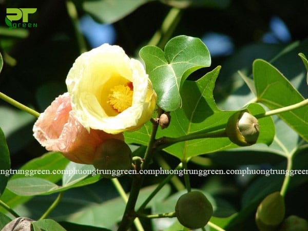 Hoa và quả cây Bồ đề