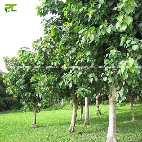 Thông tin cây Bồ đề