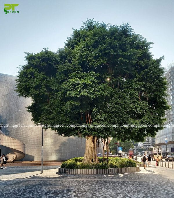 Cây Bồ đề tạo bóng mát cho không gian