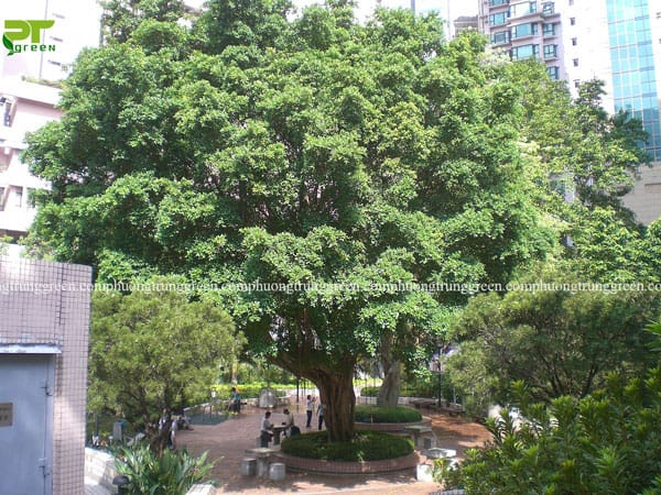 Cây Bồ đề có kích thước cao lớn, sống lâu năm