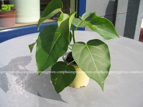 Cây Bồ đề được nhân giống bằng cách giâm cành hoặc hạt