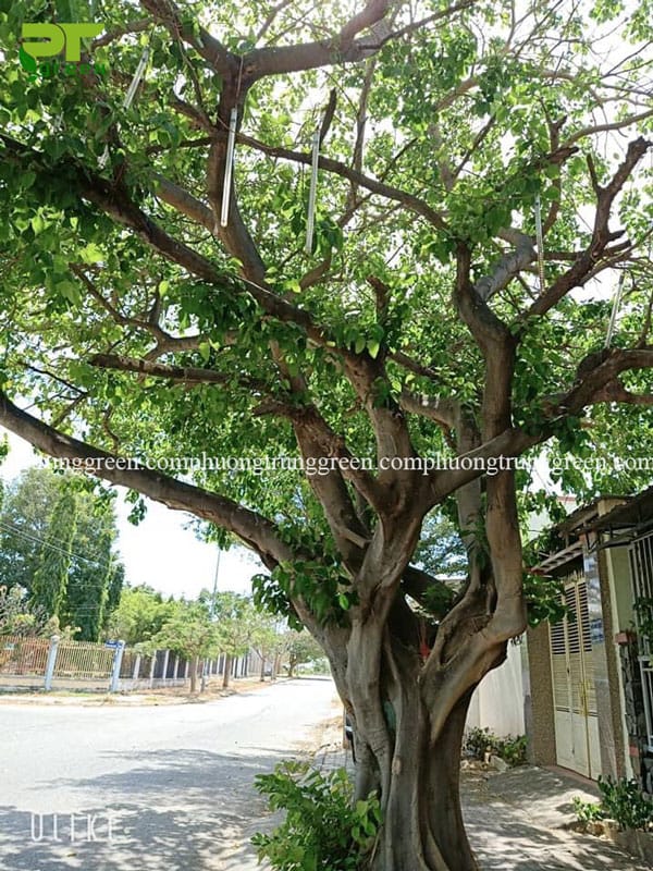 Cây Bồ đề trồng trước nhà rất tốt