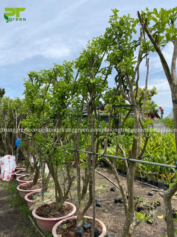 Cây bưởi công trình cây ăn quả
