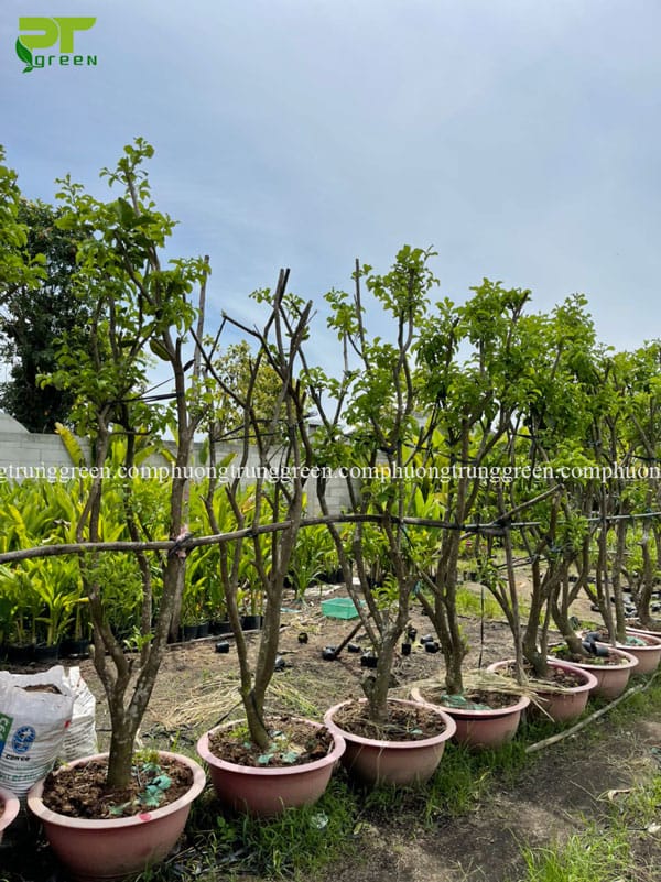 Cây bưởi công trình cây ăn quả