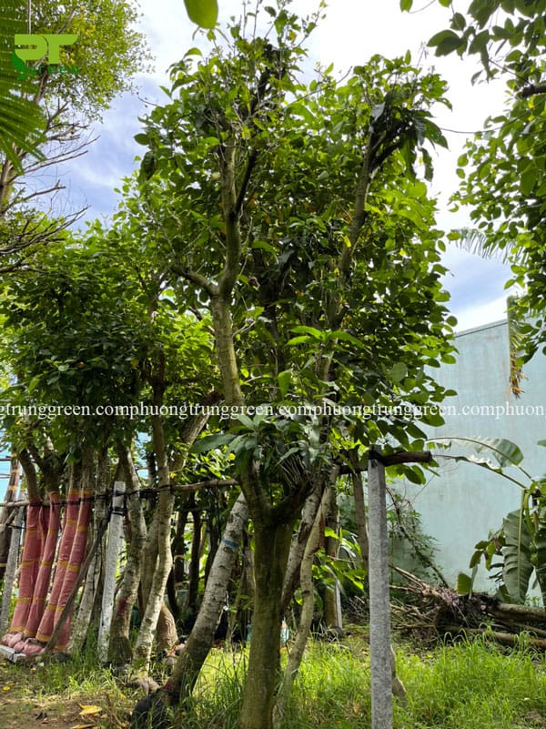 Cây bưởi công trình cây ăn quả