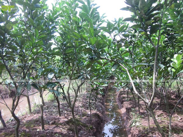 Cây bưởi công trình cây ăn quả