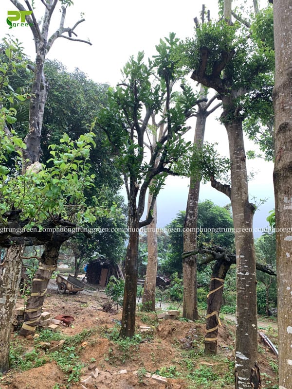 Cây bưởi công trình cây ăn quả