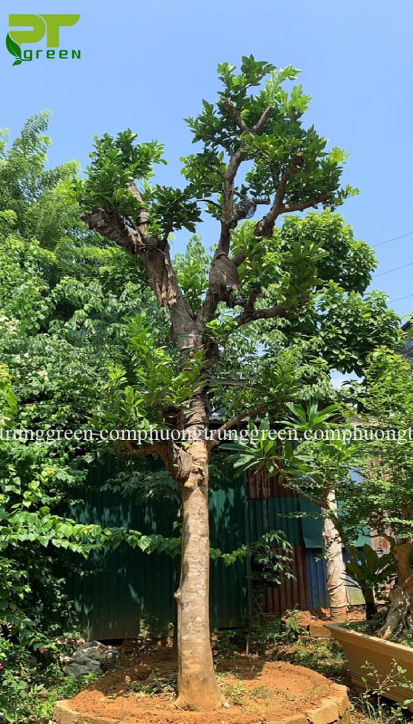 Cây bưởi công trình cây ăn quả