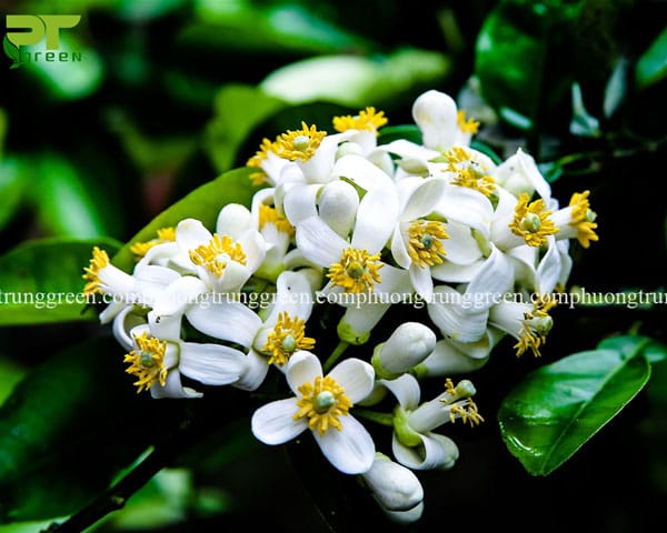 Cây bưởi công trình cây ăn quả