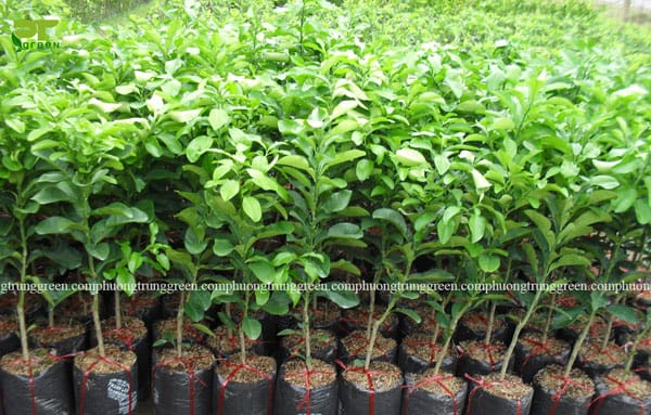 Cây bưởi công trình cây ăn quả