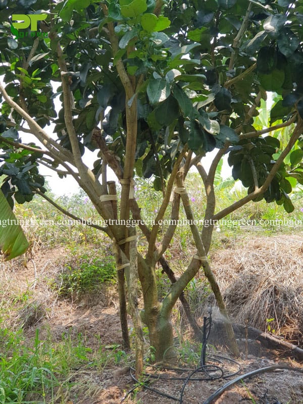 Cây bưởi công trình cây ăn quả