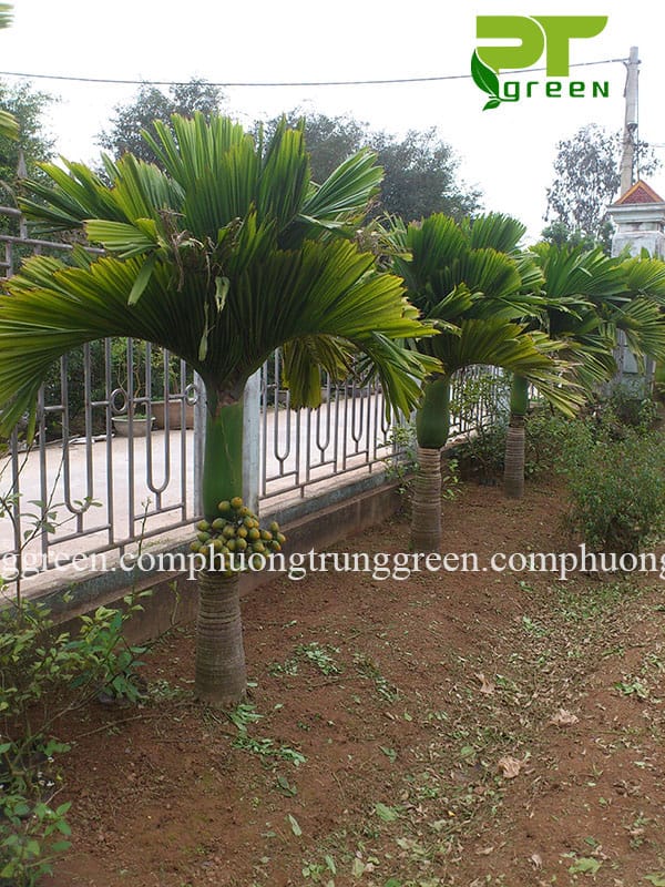 cách trồng cây cau lùn