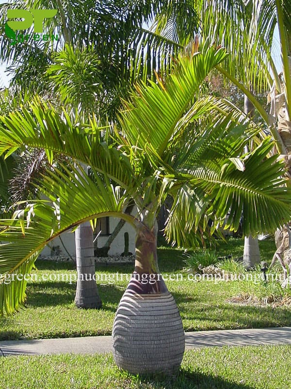 Cây cau sâm banh giá rẻ Phương Trung Green