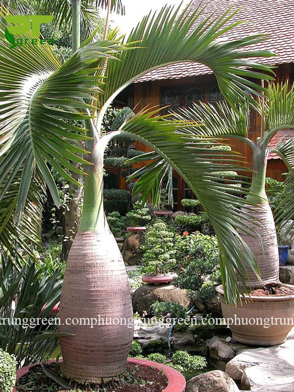 Cây cau sâm banh giá rẻ Phương Trung Green