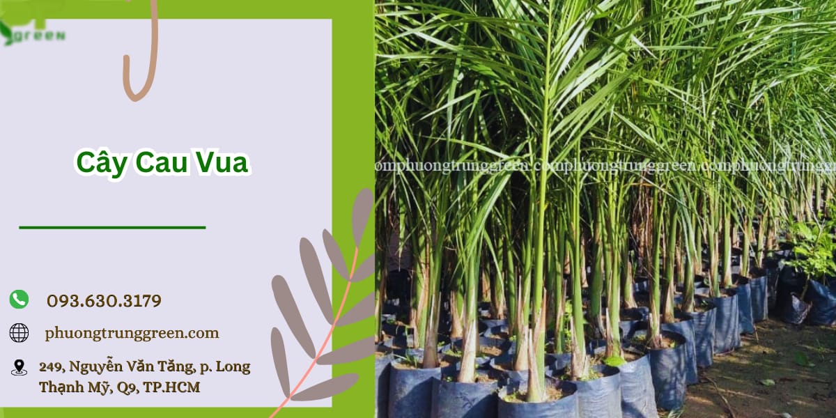 Phương Trung Green bán cây cau vua giá tốt, giao cây tận nơi