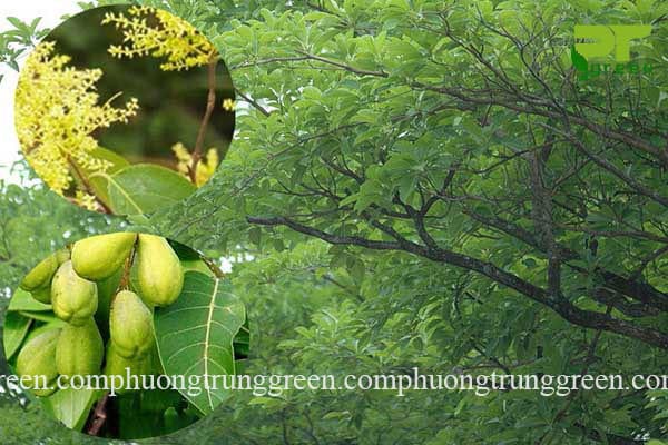 Cây công trình chiêu liêu Phương Trung Green