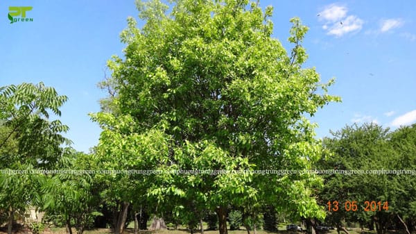 Cây công trình chiêu liêu Phương Trung Green