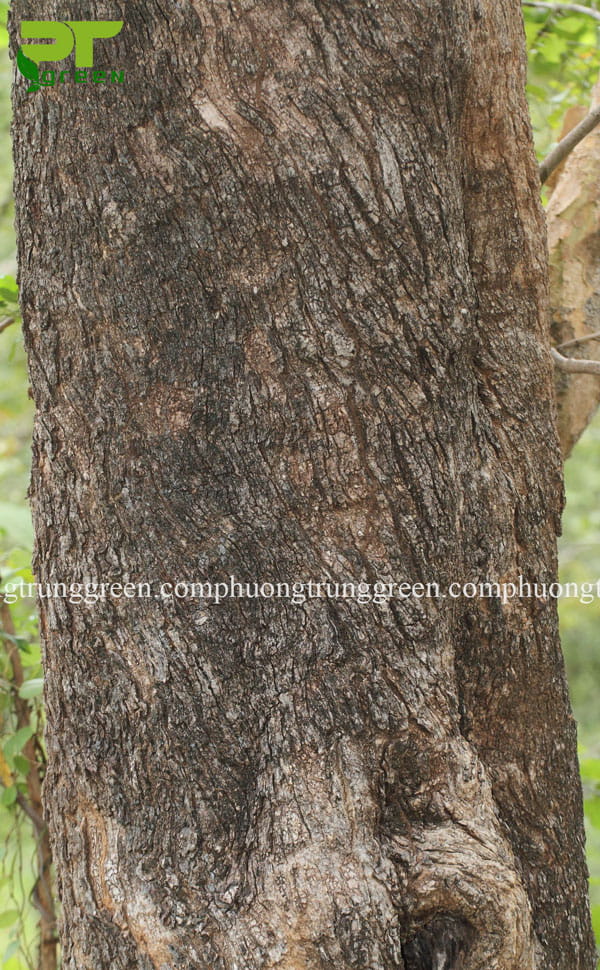 Cây công trình chiêu liêu Phương Trung Green