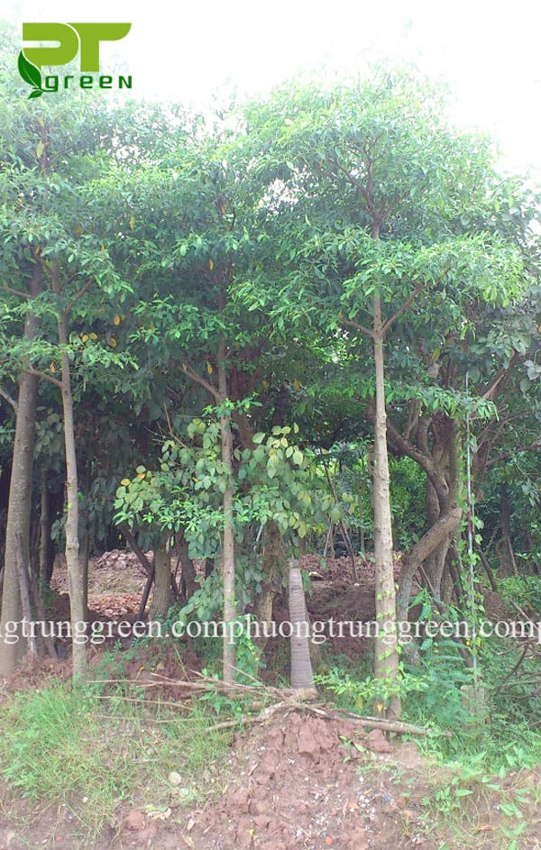 Cây công trình chiêu liêu Phương Trung Green