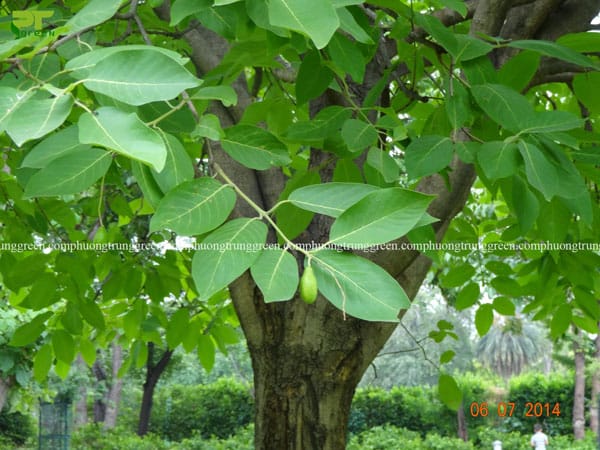 Cây công trình chiêu liêu Phương Trung Green