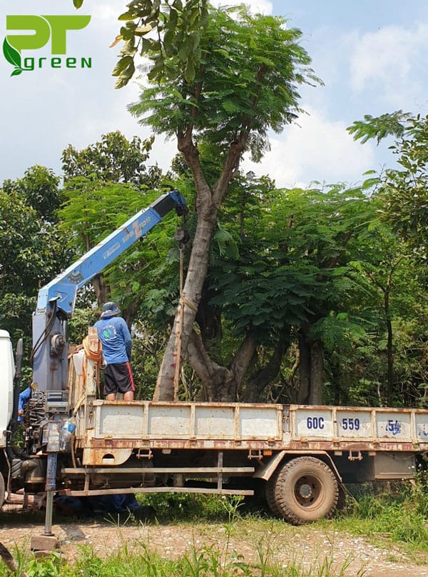 cây công trình phượng vĩ phổ biến giá rẻ