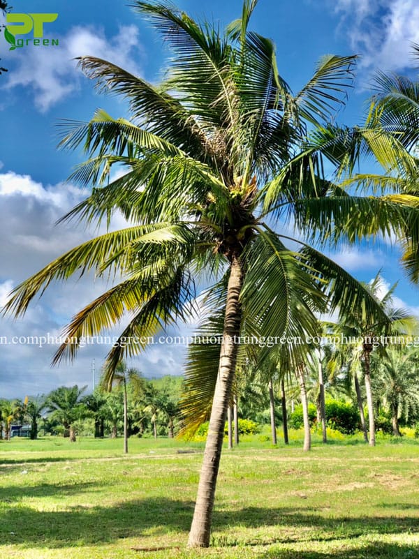 Cây dừa Phương Trung Green