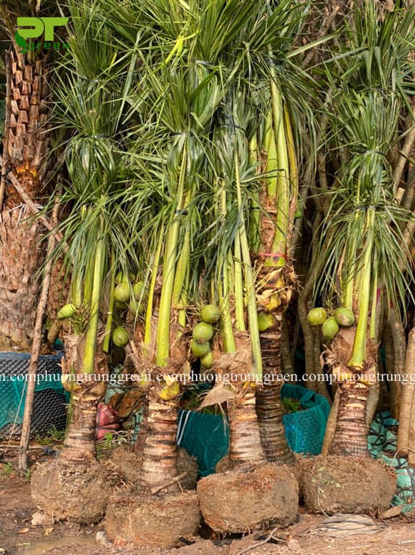 Cây dừa Phương Trung Green