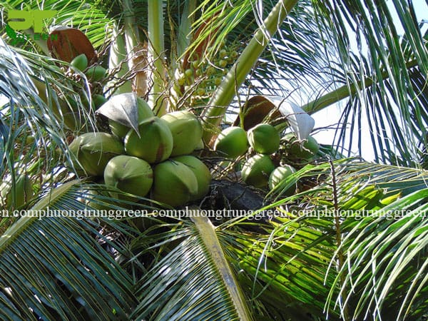 Cây dừa Phương Trung Green
