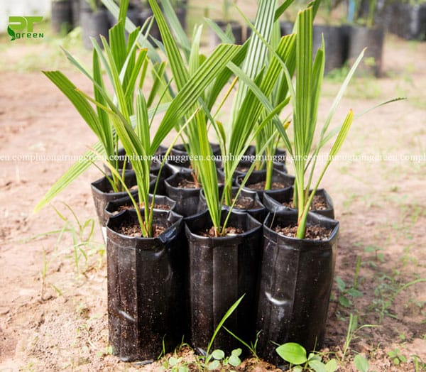 Cây dừa Phương Trung Green