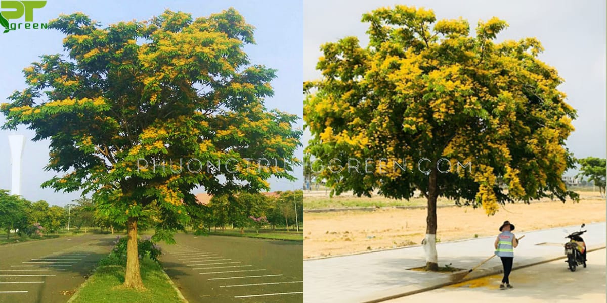 Cây giáng hương đẹp